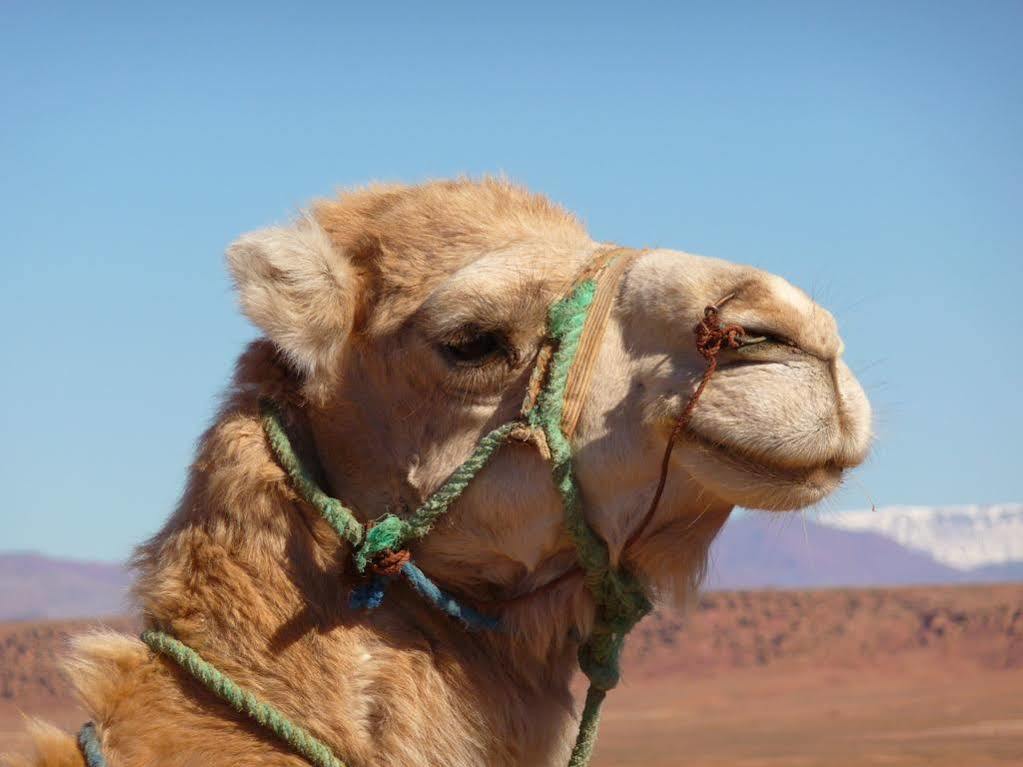Maison Hassan Merzouga Dış mekan fotoğraf